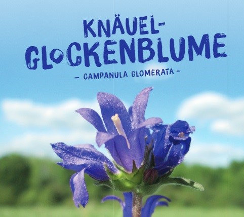 Campanula-glomerataEzOYlD4FoyYJE Wildpflanzen Paket Balkonkasten