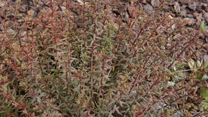 Schleiersedum, Sedum album murale