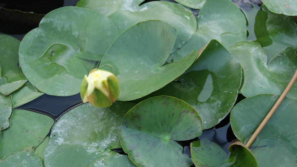 nymphaea-weissbl-hend Nymphaea x cult.Joey Tomocick, gelbe Seerose