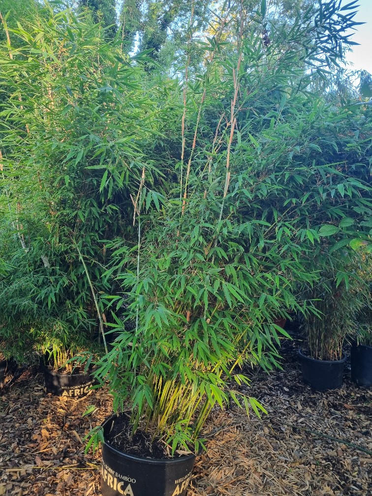 DRagon-DreamtxeSSAvH5H9OD Fargesia Dogon Dreams