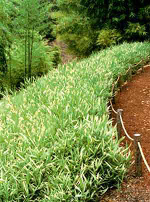 pleioplastus_tsuboi_a Zwergbambus Pleioblastus shibuyanus Tsuboi