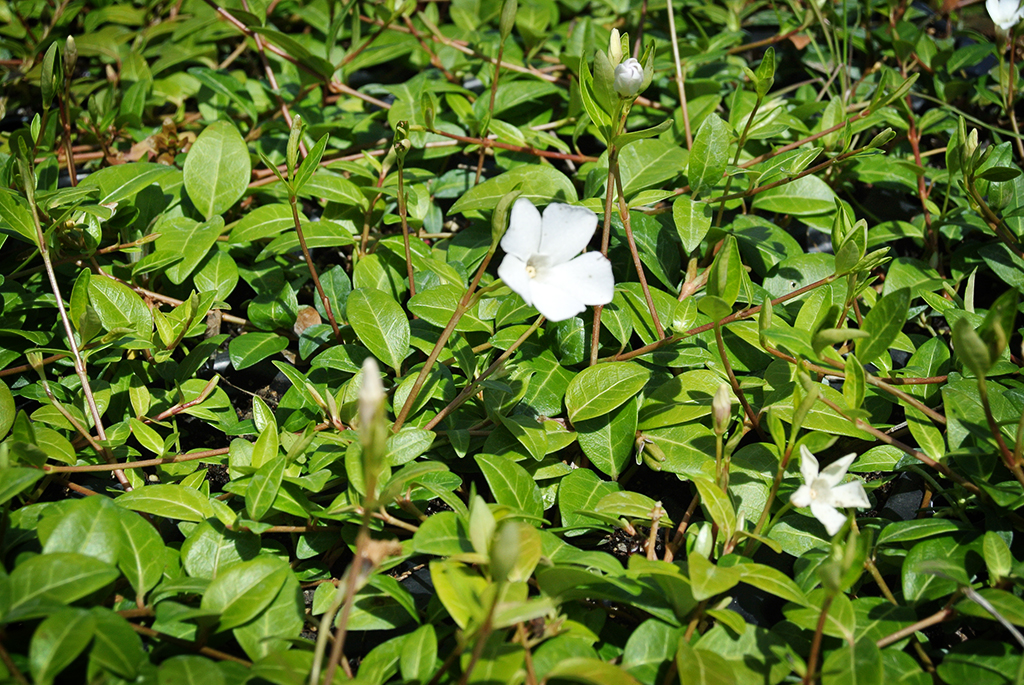 Vinca-minor-alba1 Kleines Immergrün, Vinca minor