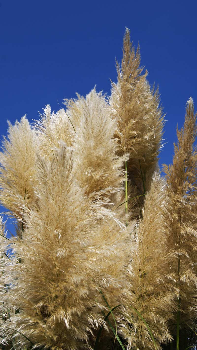 pampasgrasblu-te-bambuswald Pampasgras weiß, Cortaderia selloana