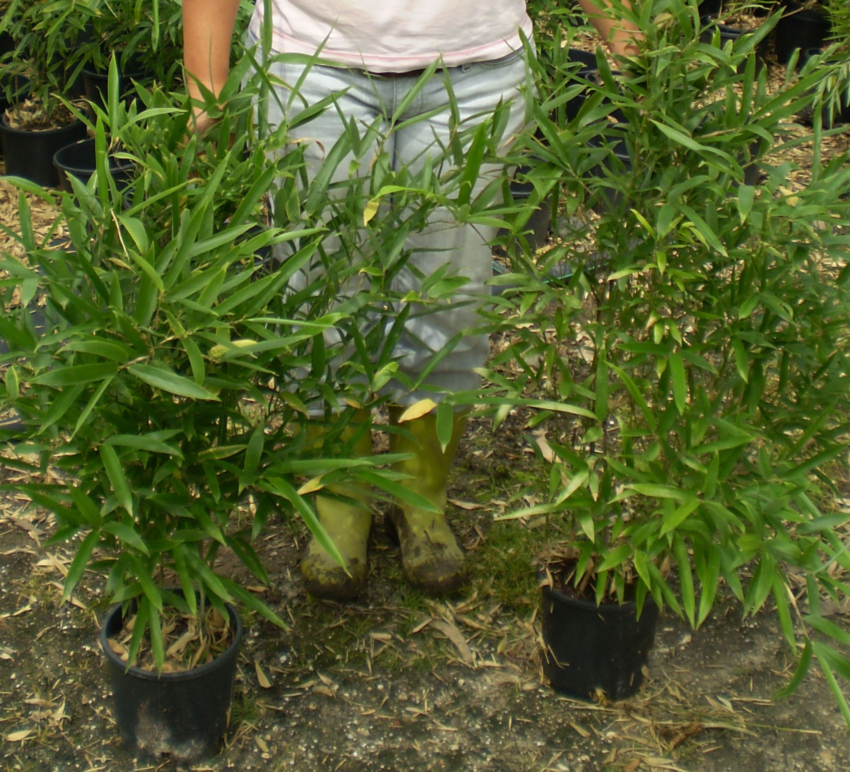 phyllostachys-atrovaginata-80-100cm-bambuswald-1 Schwarzer Knospenbambus, Phyllostachys atrovaginata