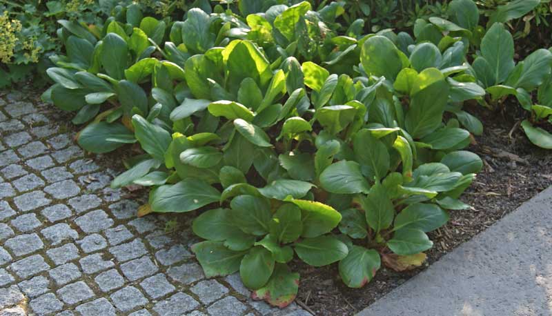 Riesensteinbrech, Bergenia cordifolia