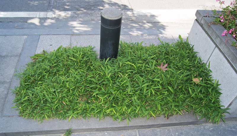 sasa-pumila-bambus-bambuswald526fb4025d563 Zwergbambus Pleioblastus pumilus (Sasa Pumila)