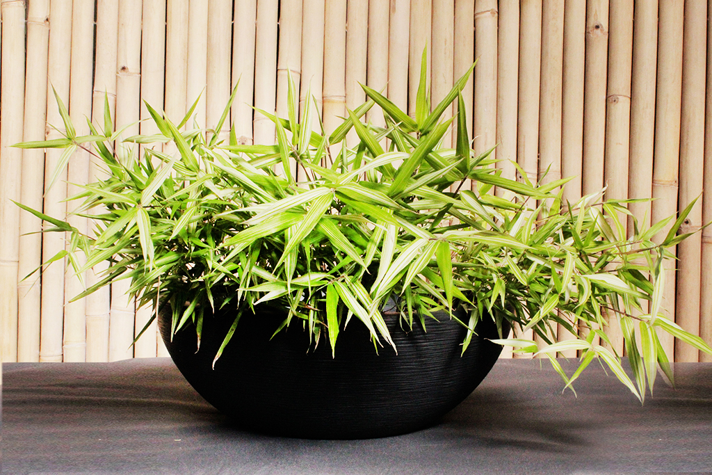 Phyllostachys-Nigra-variegata02