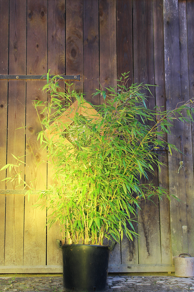 IMG_0017iLhXcek62P5Lh Fargesia robusta Robusta