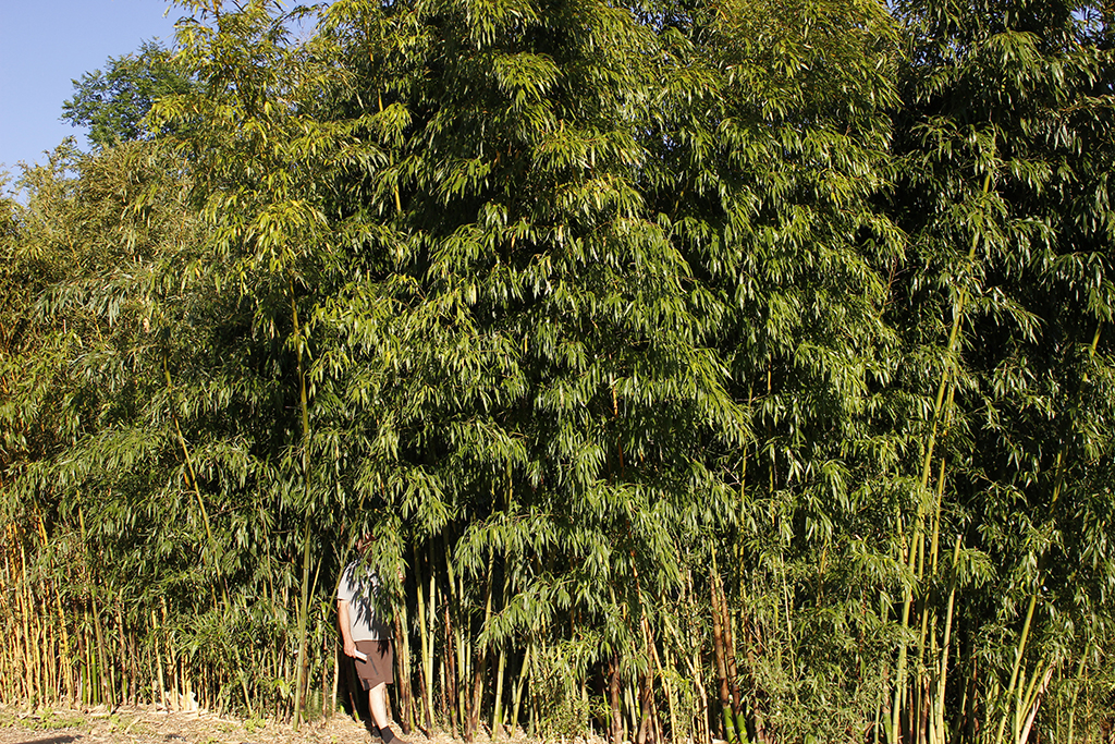 Z_MG_0021x-Phyllostachys-Vivax-HuangwhenzuxOxDRhQa5488f