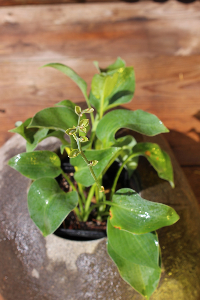 IMG_0027 Blaugrüne Zwergfunkie, Hosta tokudama Blue Cadet