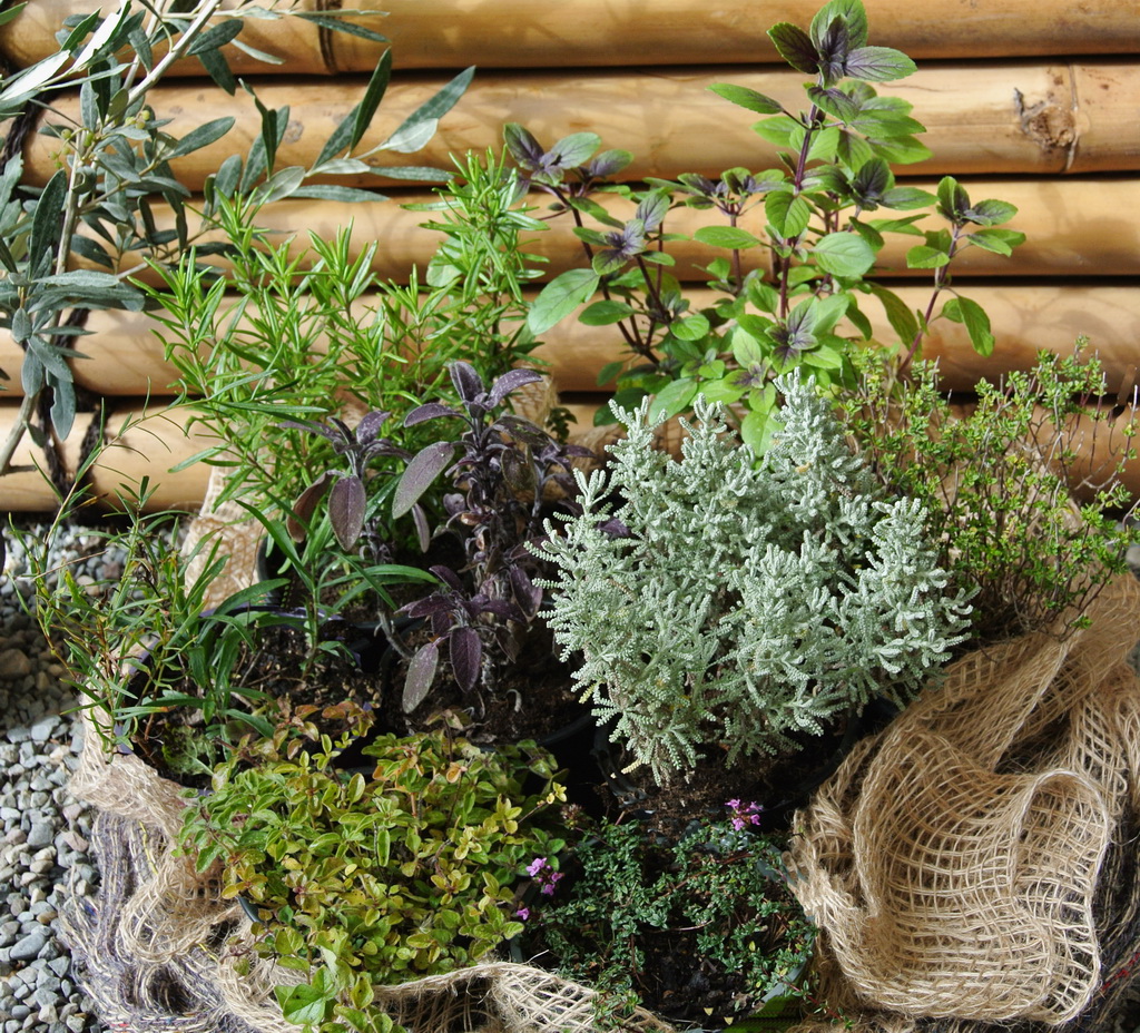 Kr-utermischung-mediteran Kräutersortiment für die mediterrane Küche