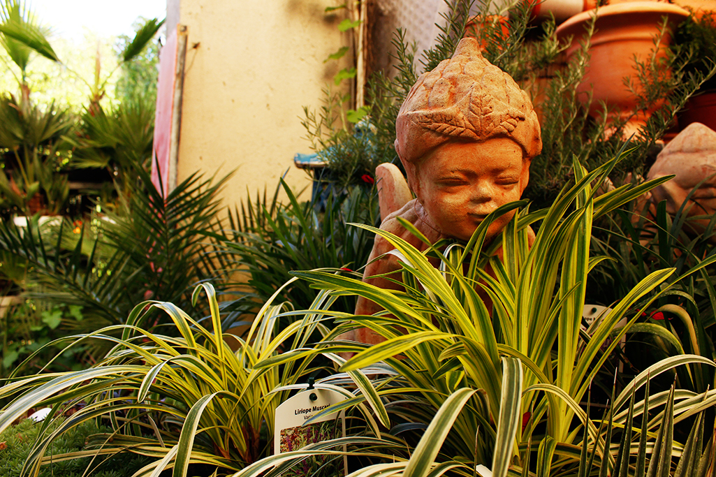 _MG_0067-liriope-variegata Bunte Glöckchentraube - Liriope muscari Variegata