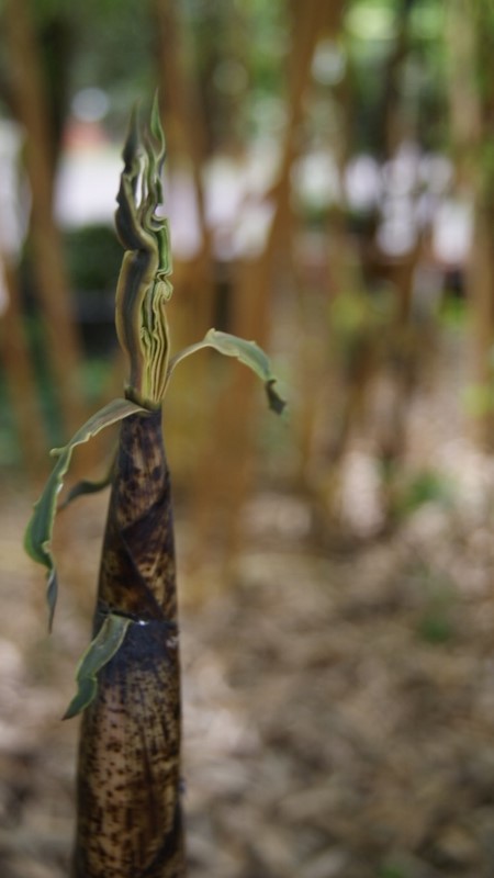 DSC07487-800x450 Zauber Bambus, Phyllostachys vivax Aureocaulis