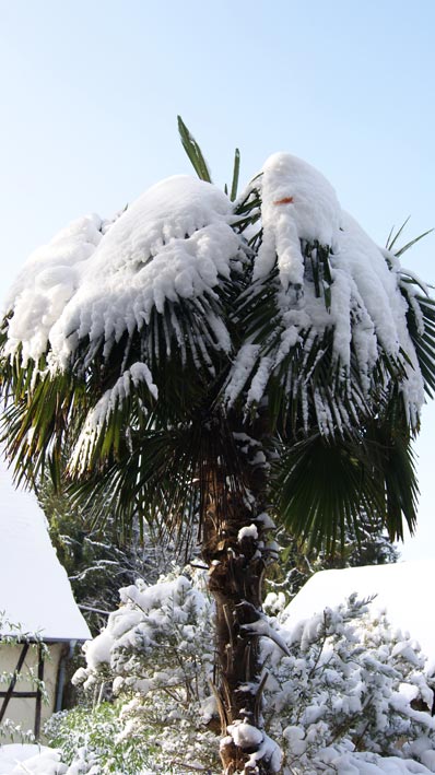 trachycarpus-fortunei-hanfpalme-schnee Winterharte Hanfpalme, Trachycarpus fortunei