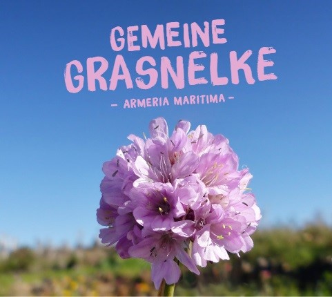 Armeria-MaritimaYGQiJ33G8jGxI Grasnelke, Armeria maritima