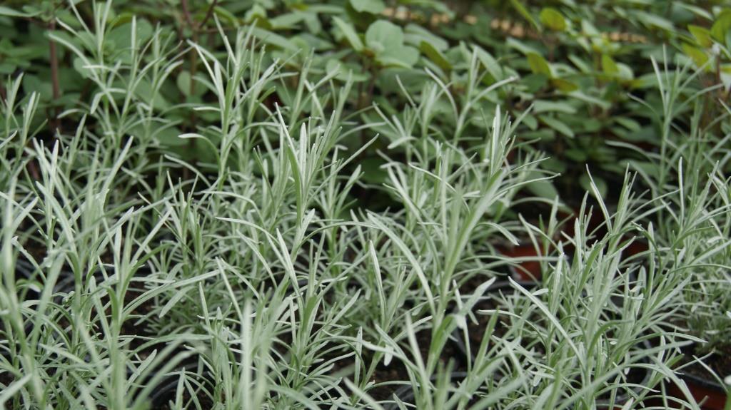 currykraut-2 Currykraut, Helichrysum italicum