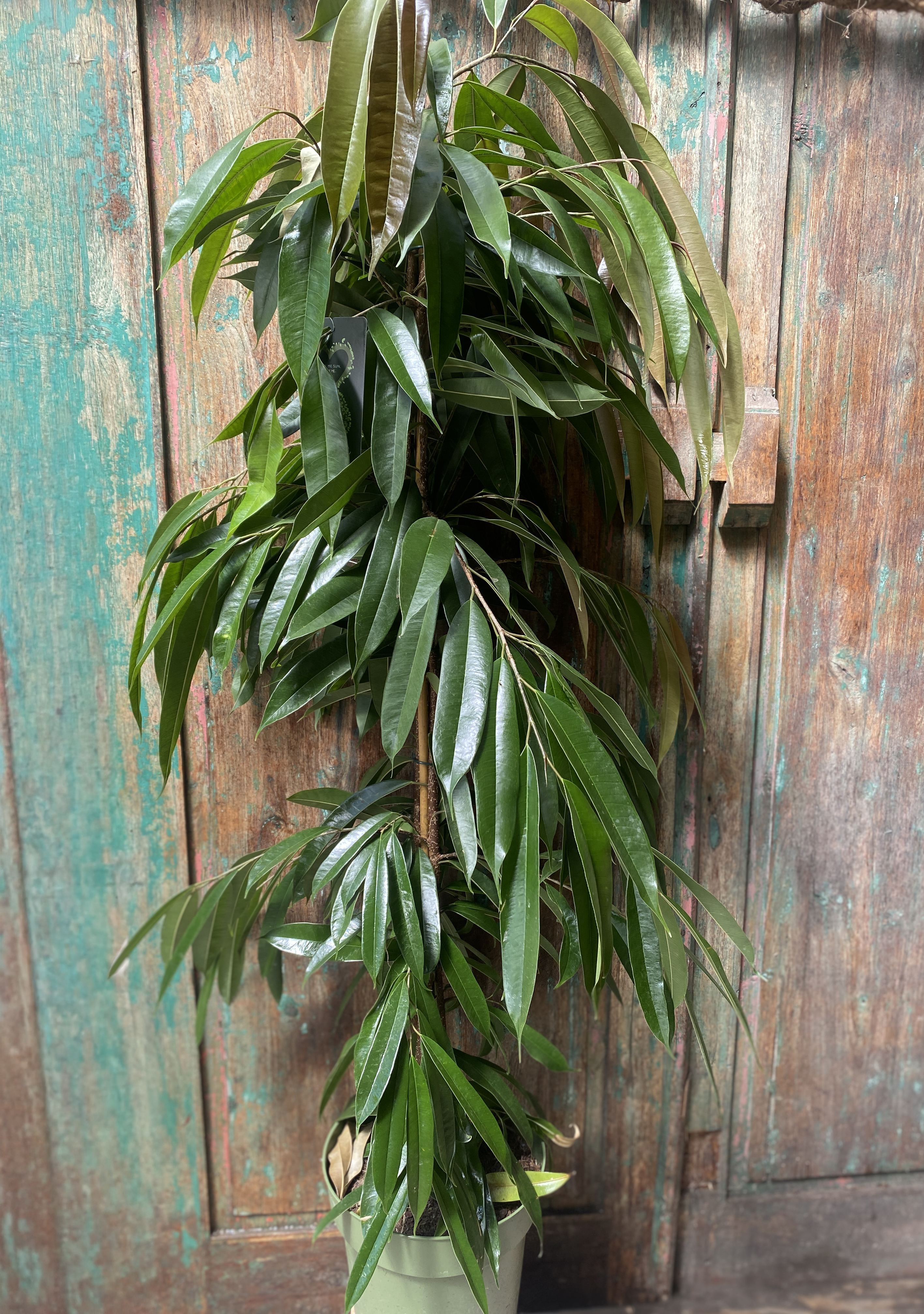Ficus langifolia
