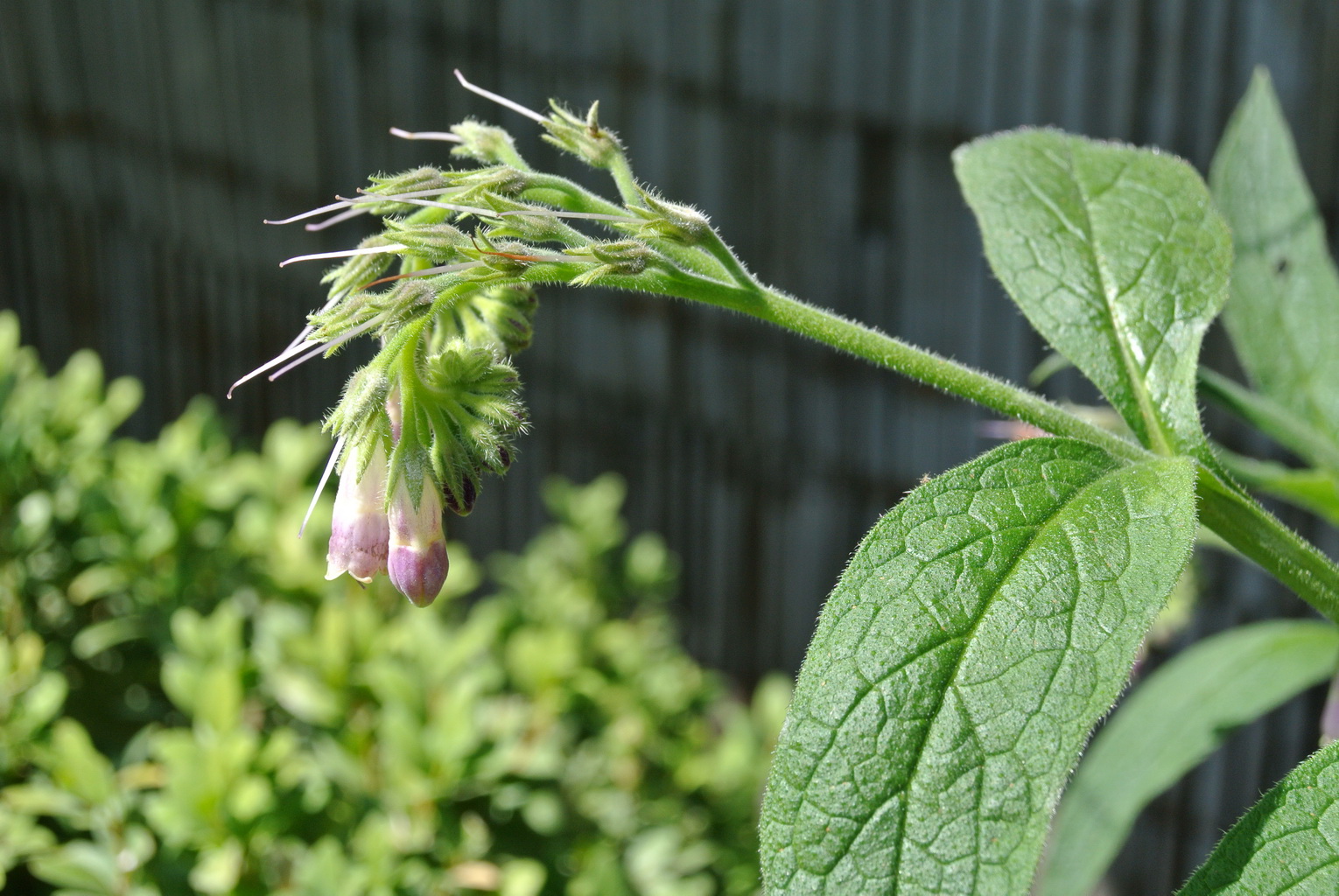 beinwell-neu-kr-uter-2 Beinwell, Symphytum officinale
