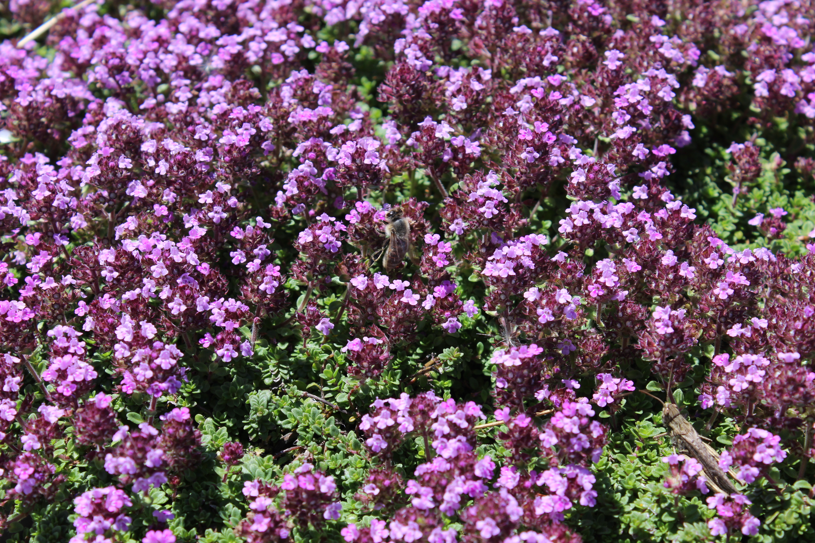 Rosenthymian, Thymus vulgaris  `Caborn Wine & Roses`