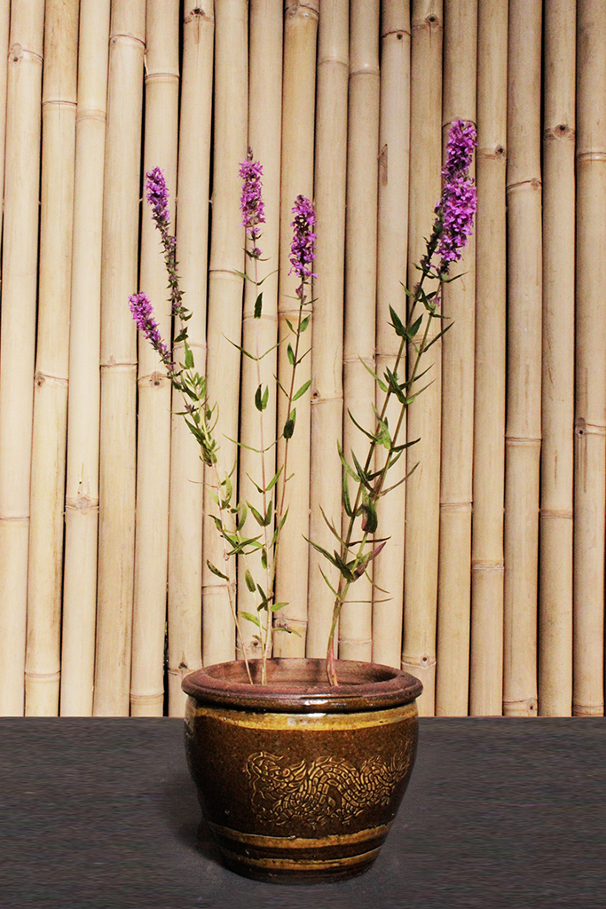 Blutweiderich1 Blutweiderich - Lythrum salicaria