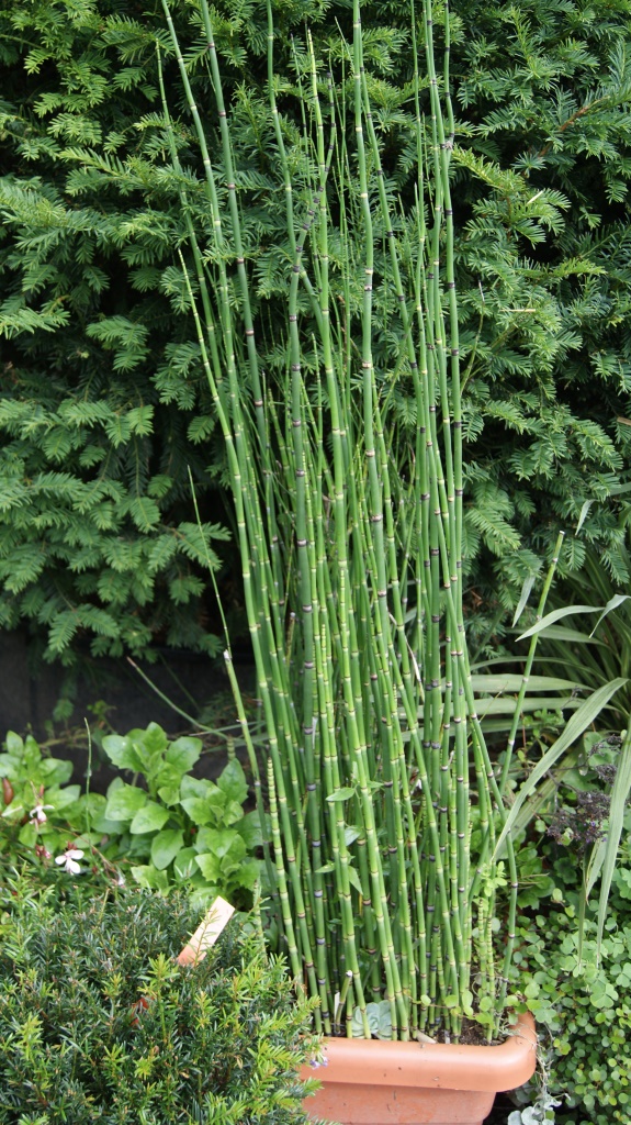 equisetum-sachtelhalm-wasser Riesenschachtelhalm, Equisetum hyemale var. robustum