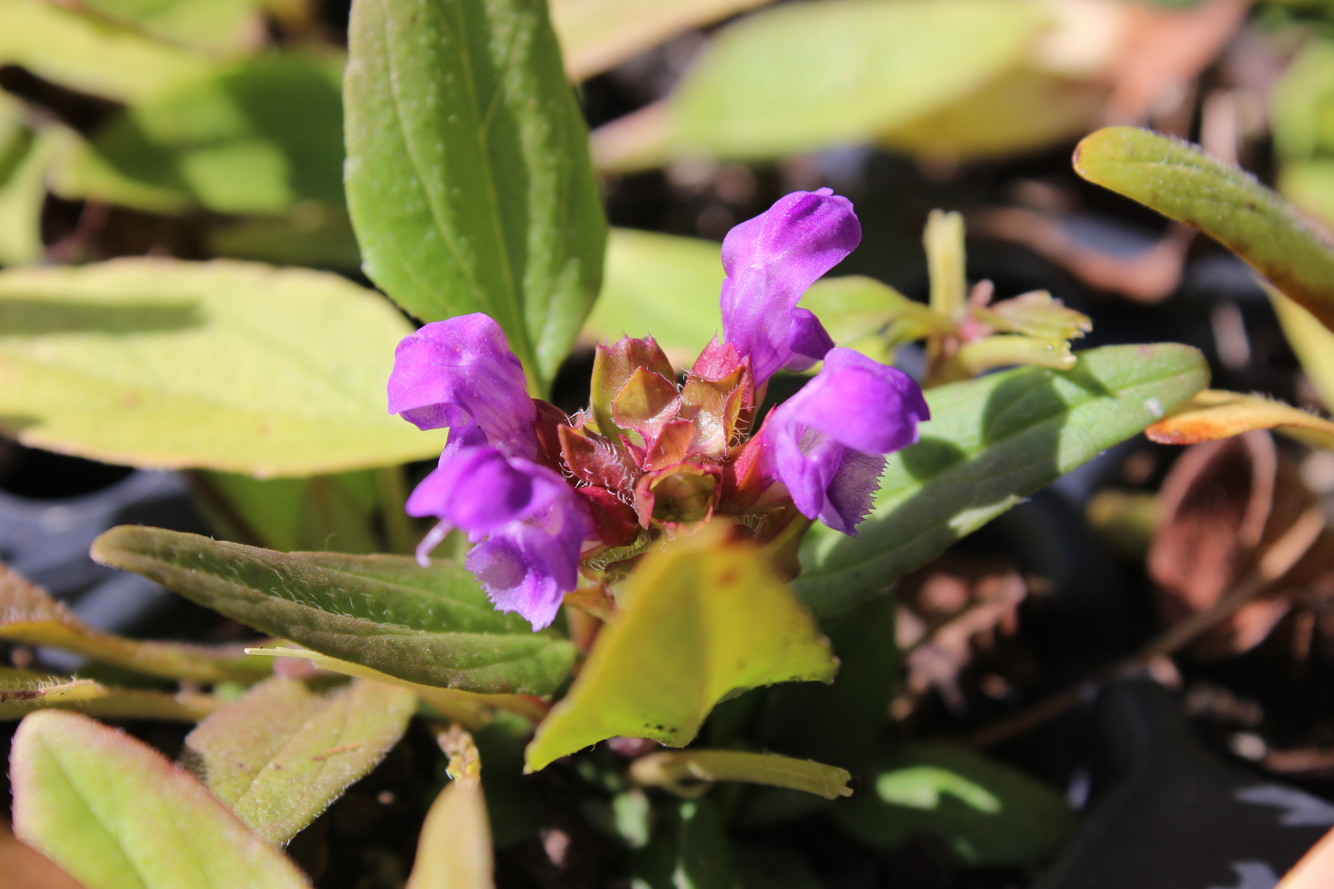 Großblütige Braunelle, Prunella grandiflora