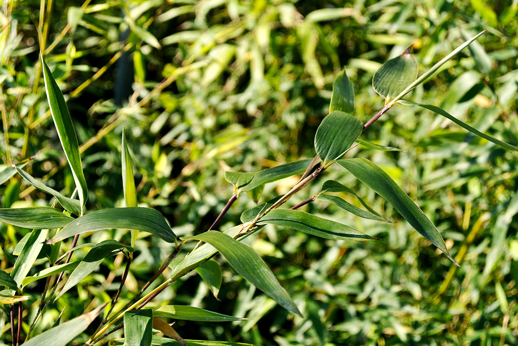 Parvifolia Gold Bambus, Phyllostachys parvifolia
