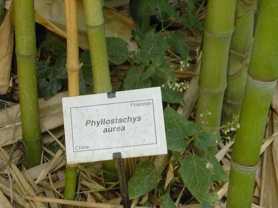 phyllostaches-aurea-n1 Goldrohr Bambus, Phyllostachys aurea
