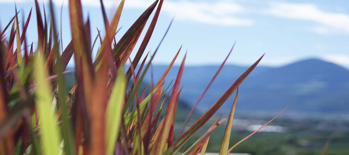 Imperata-cylindrica-Red-Baron-Japanisches-Blutgras-Bambuswald3 Japanisches Blutgras, Imperata cylindrica Red Baron