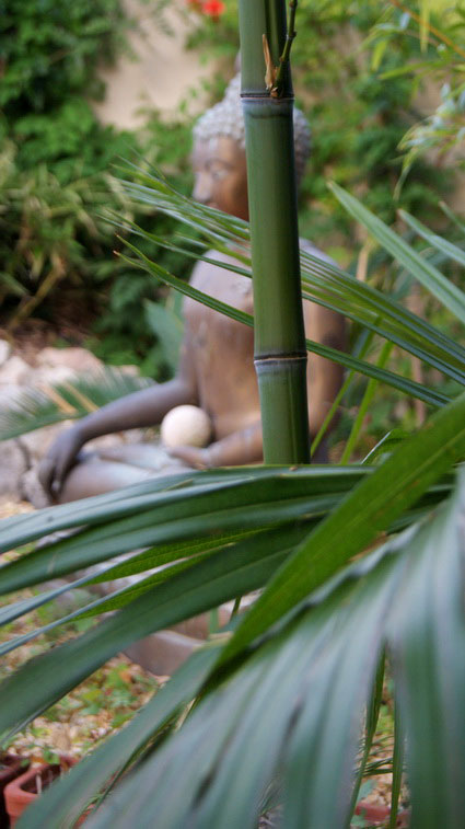 phyllostachys-aurea-hysp-bambuswald-6 Goldrohr Bambus, Phyllostachys aurea