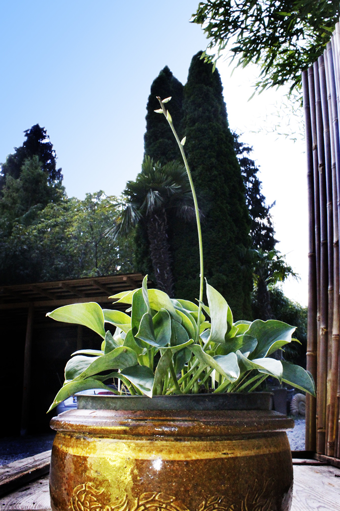 IMG_0036 Blaugrüne Zwergfunkie, Hosta tokudama Blue Cadet