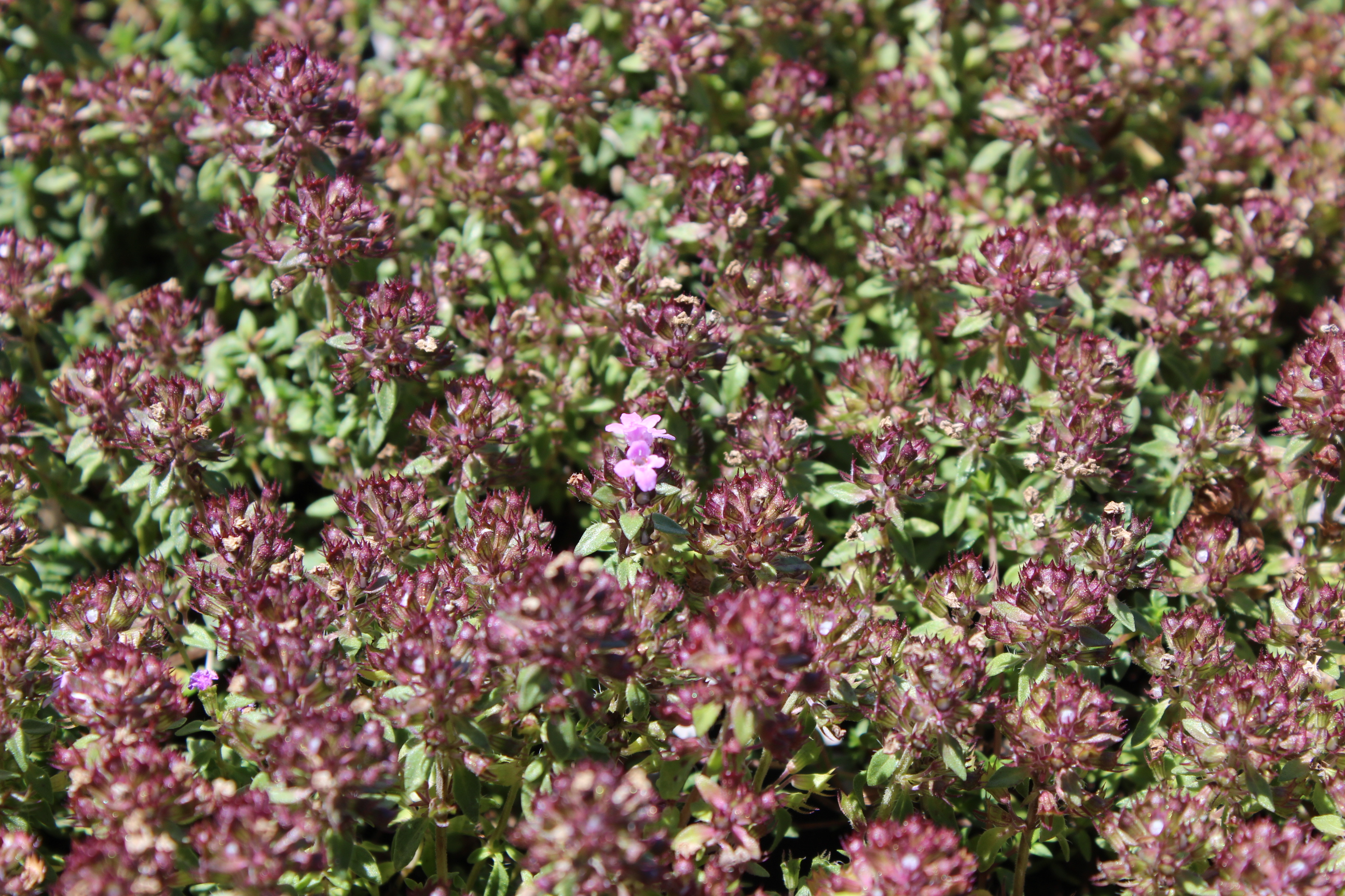 Kümmelthymian, Thymus herba-barona