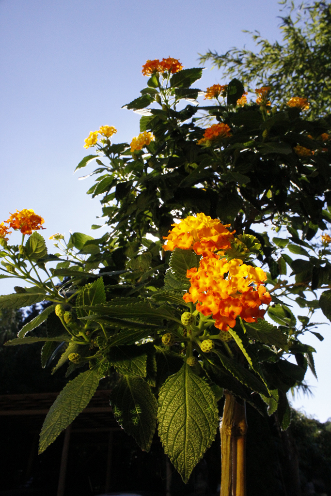 _MG_0063A2E3c1iBKDTuA Wandelröschen, Lantana camara