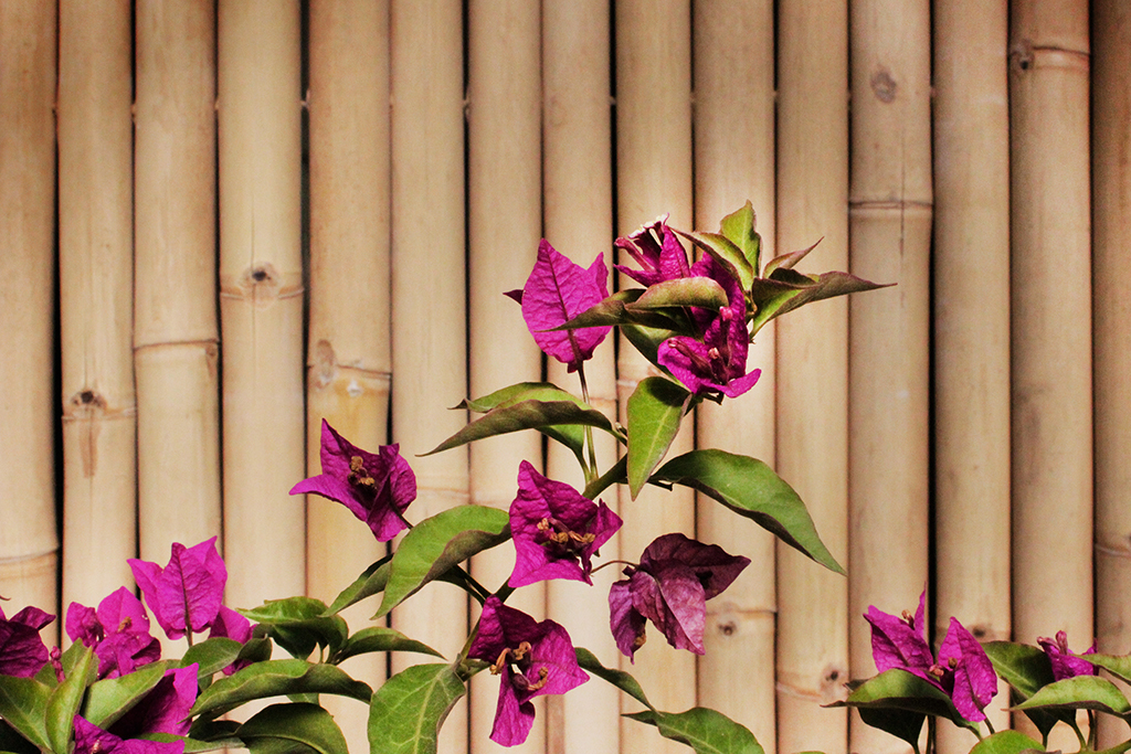 Drillingsblume - Bougainvillea glabra Sanderiana