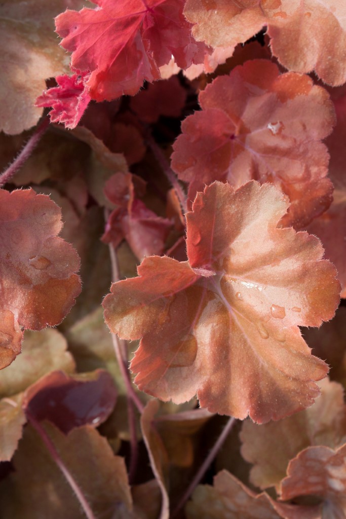 _MG_0578-290-Andere Purpurglöckchen, Heuchera Timeless Orange