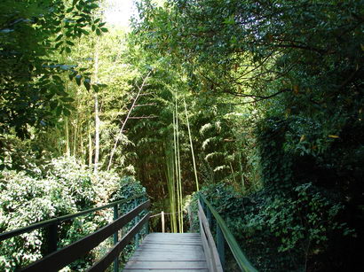 bambusgarten-mit-bruecke-und-riesenbambus