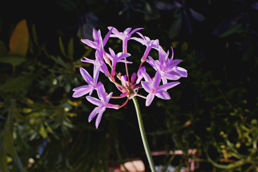 KP-Zimmerknoblauch Weissbunter Zimmerknoblauch- Knoblauchgras