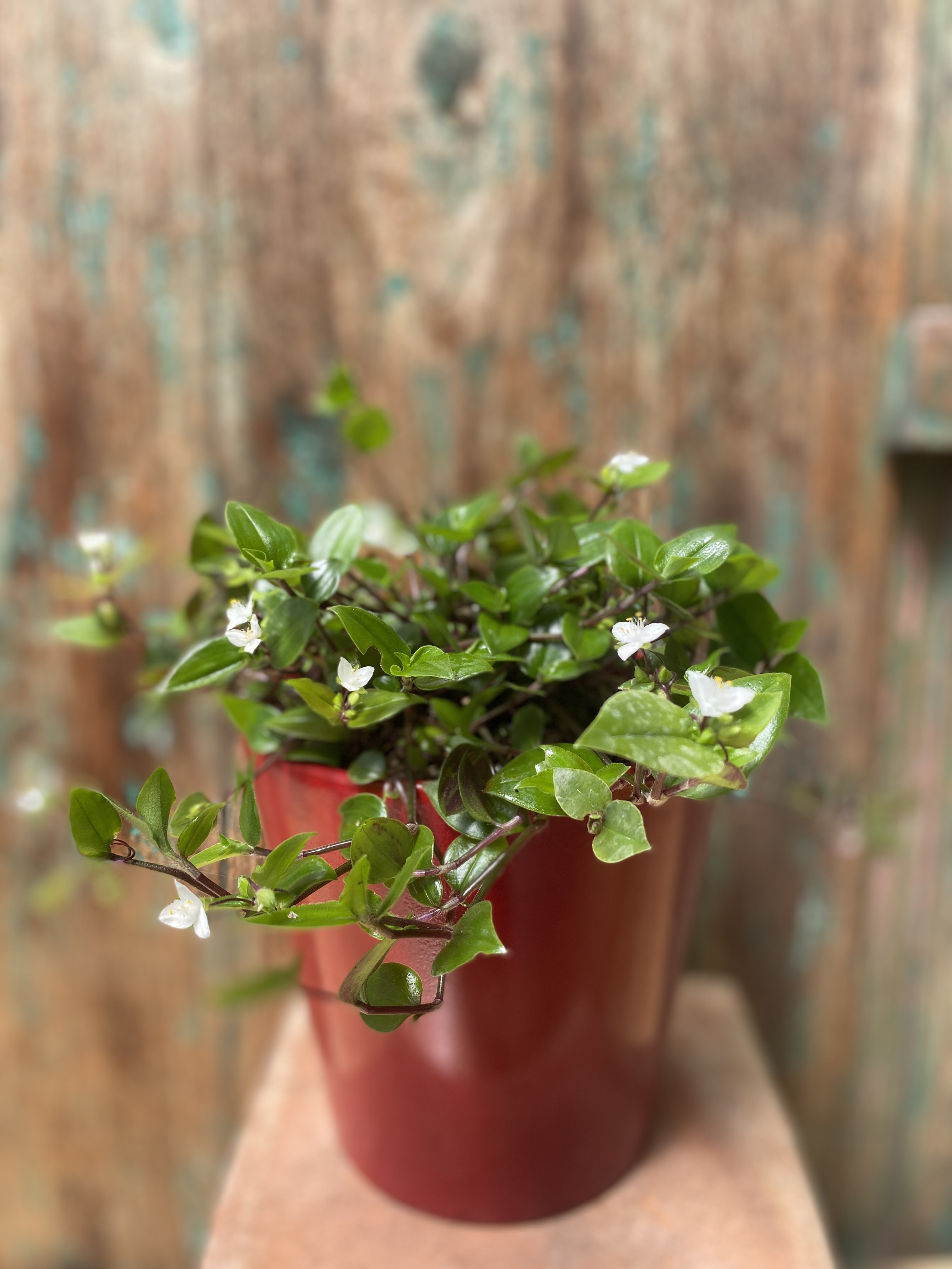 Die Verpiss-dich-Pflanze " Coleus caninus "