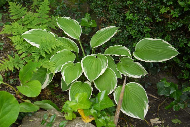 hosta-hybride-francee-weirand-funkie-bambuswald Weißrand-Funkie, Hosta Hybride Francee