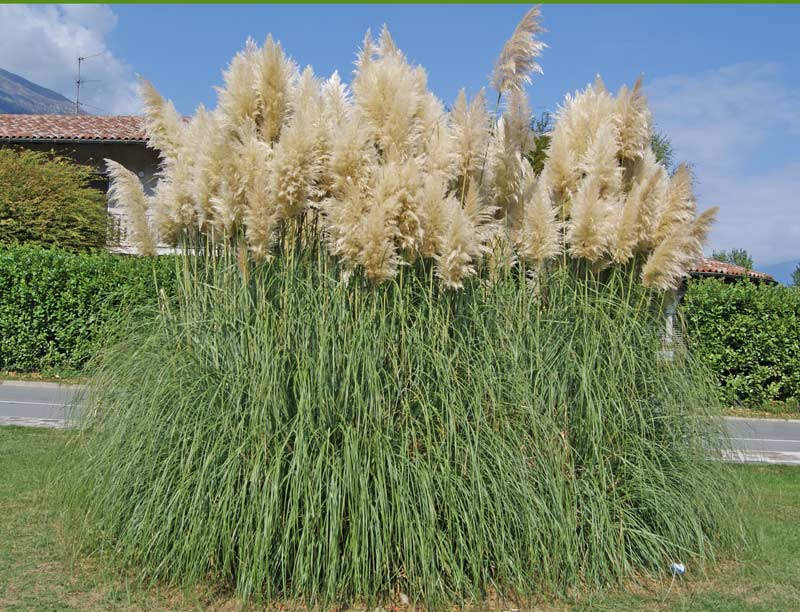 cortaderia-pampasgras2_bambuswald2 Pampasgras weiß, Cortaderia selloana