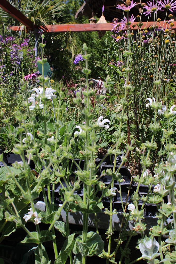 Silberblatt-Salbei - Salvia argentea