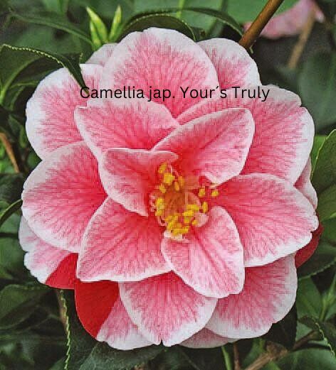 Camellia japonica rosa, Kamelien mit rosa Blüten Camellia japonica rosa, Kamelien mit rosa Blüten