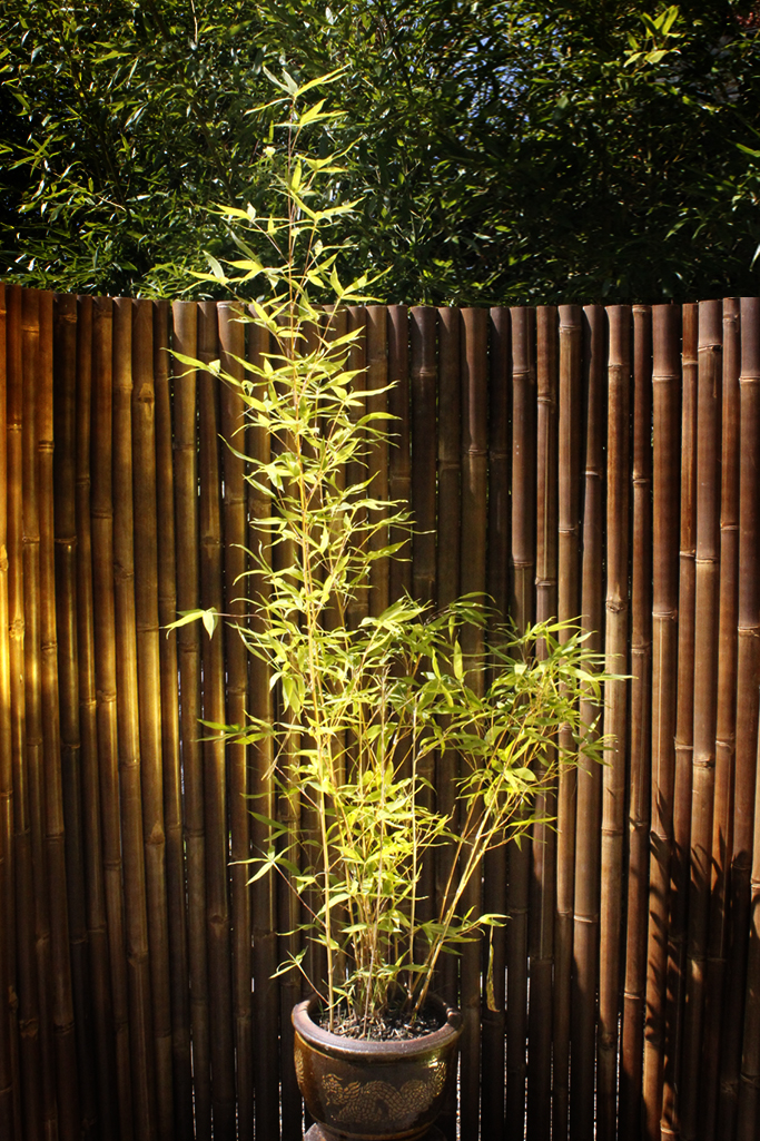 Neu-Phyllostachys-aurea-holochrysa Orangerohr Bambus - Phyllostachys aurea holochrysa