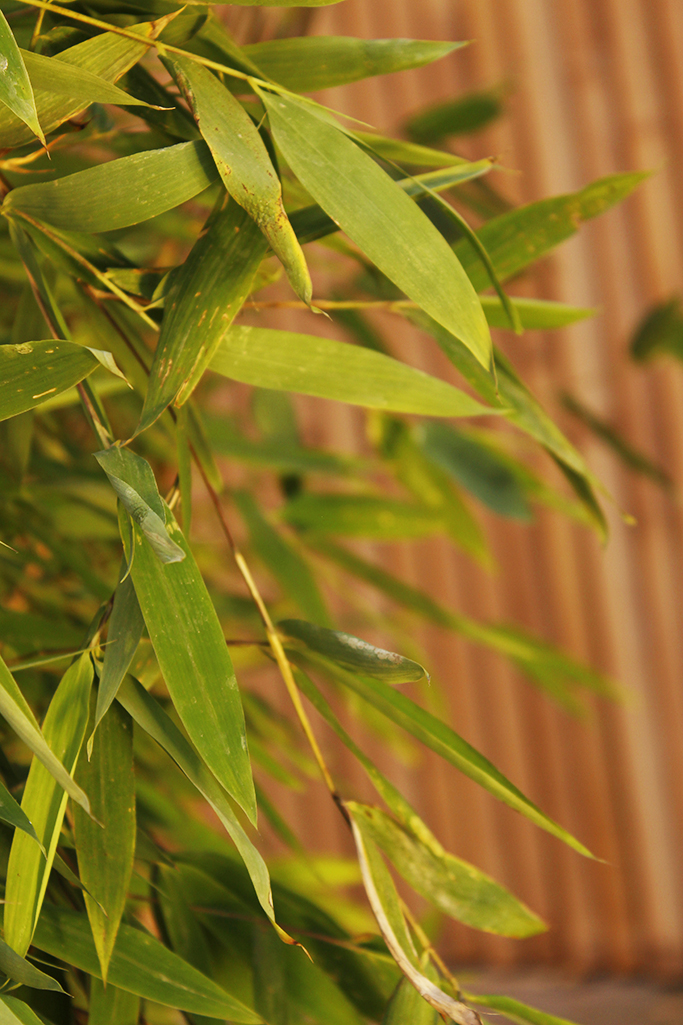 _MG_0007wU92yJYwlepaK Wikingerbambus, Fargesia nitida Viking