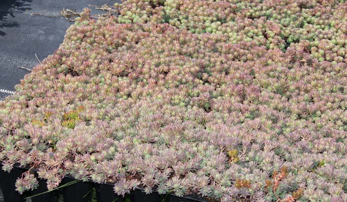 Spanischer Mauerpfeffer, Sedum hispanicum