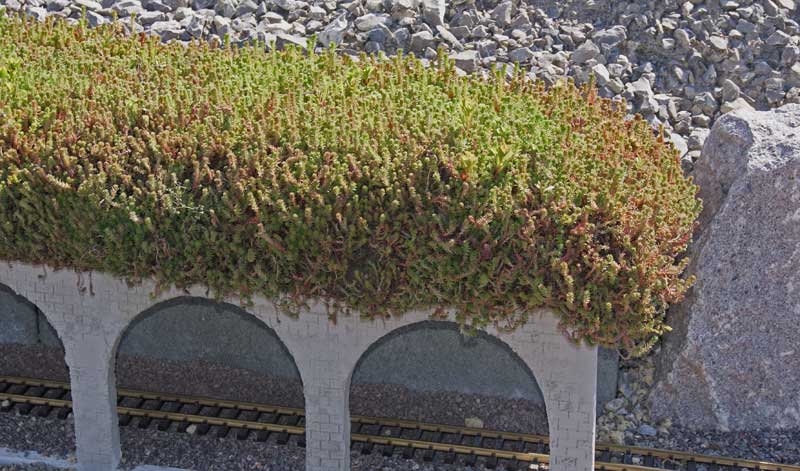 Milder Mauerpfeffer, Sedum sexangulare