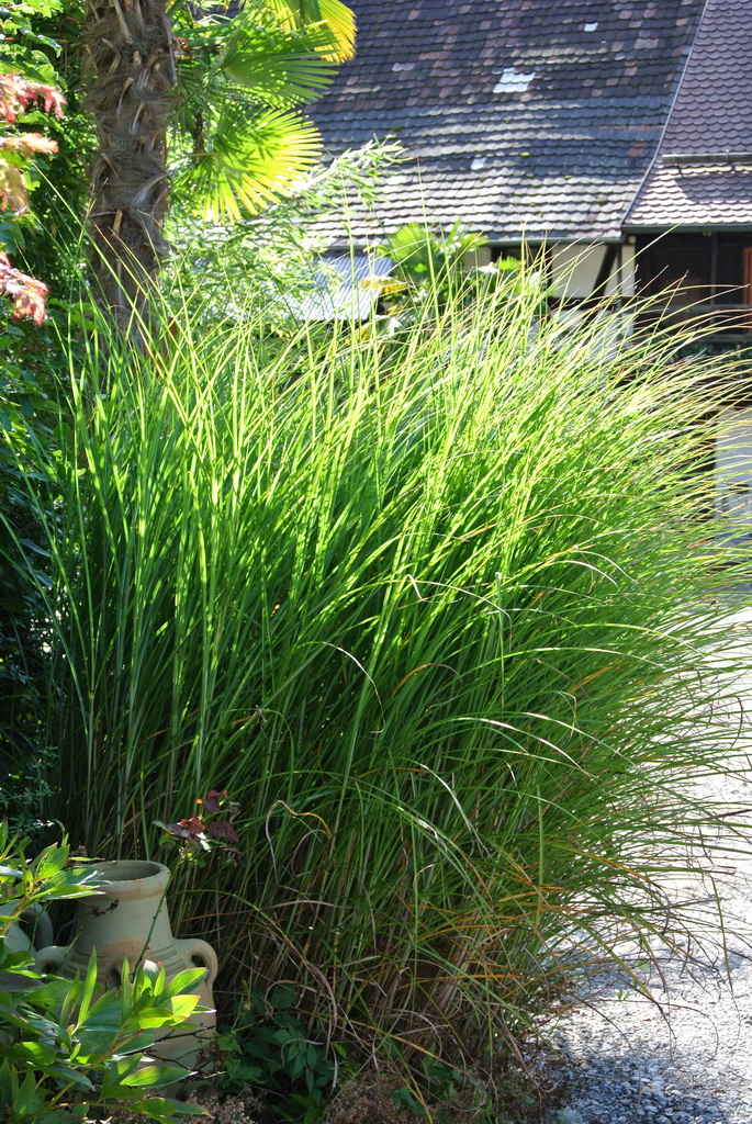 Miscanthus-gracilimus Chinaschilf Eulalia, Miscanthus sinensis gracillimus