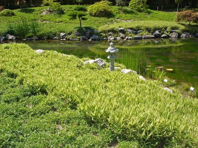pleioplastus-variegata2-bambuswald Zwergbambus Pleioblastus fortunei Variegata