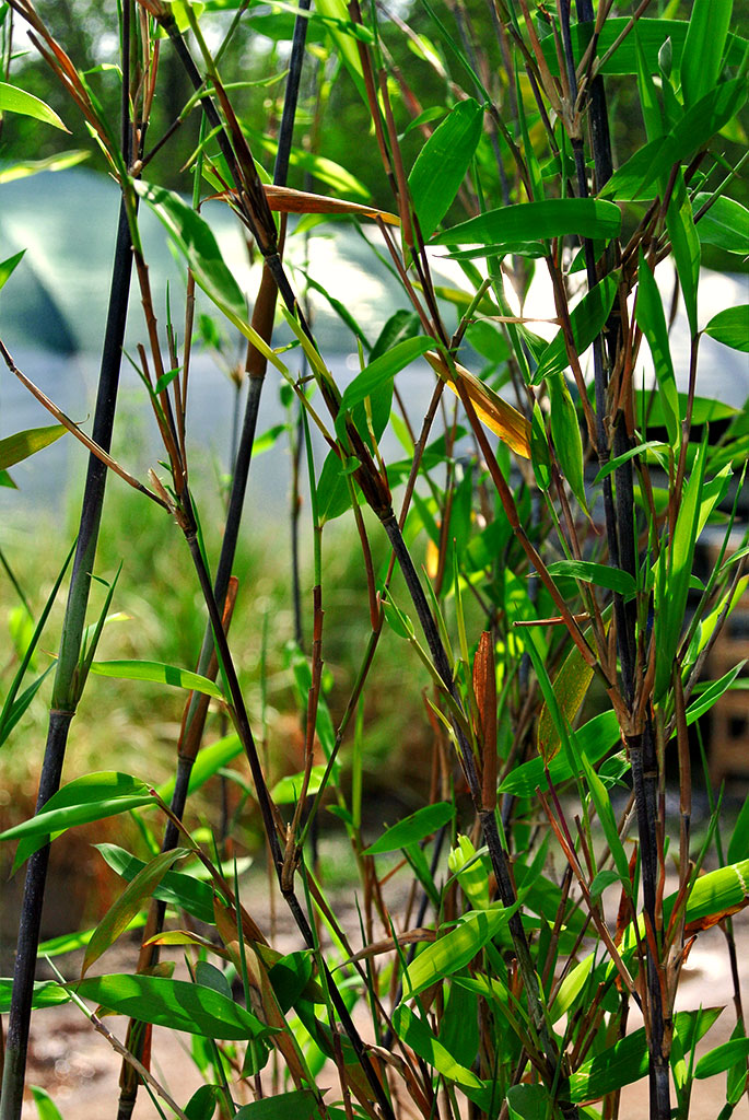 demissa-gerry Schirmbambus Gerry, Fargesia demissa Gerry