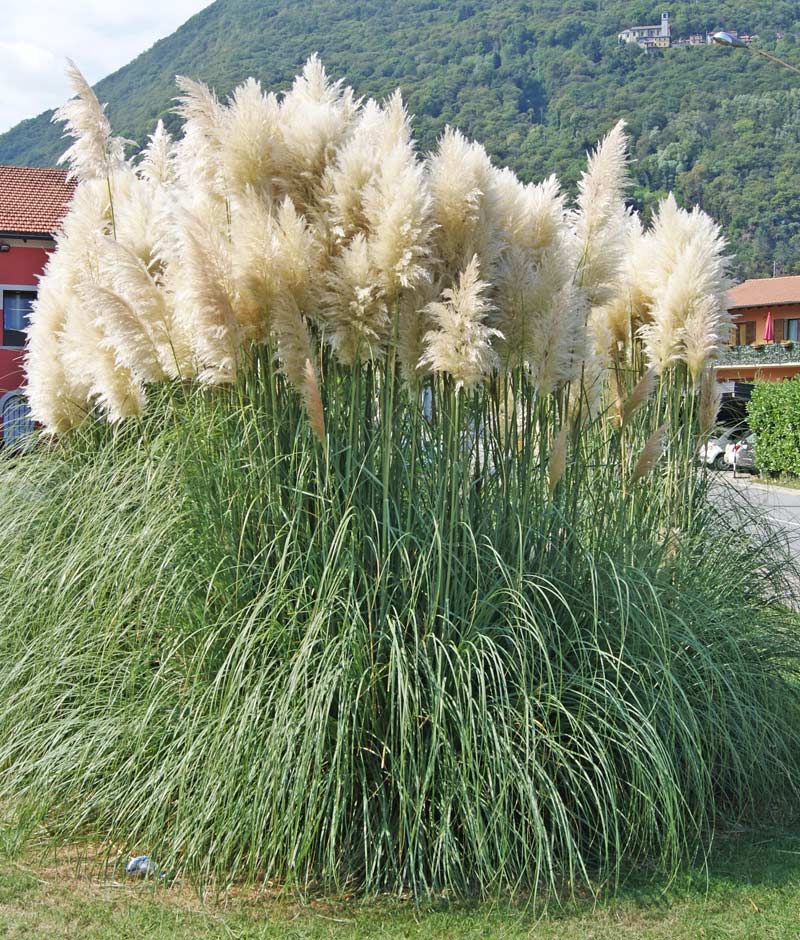 cortaderia-pampasgras3_bambuswald3 Pampasgras weiß, Cortaderia selloana
